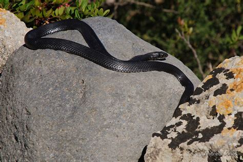 schwarze schlangen in süditalien